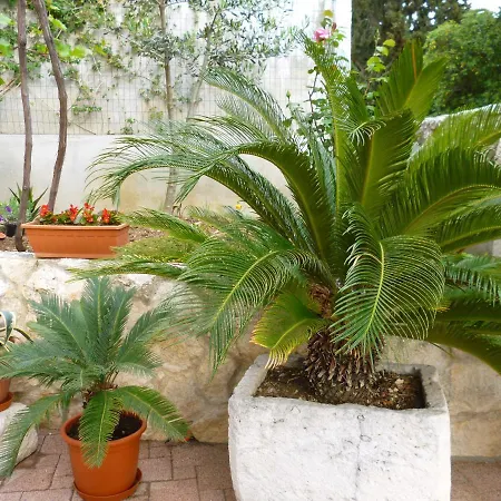 Apartment Jani Hvar Town